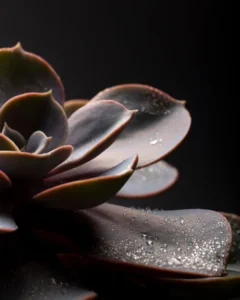 Close-Up Details